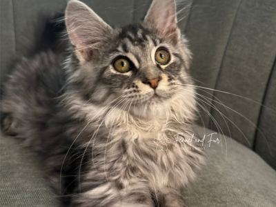 Kristoff  Polydactyl - Maine Coon - Gallery Photo #1