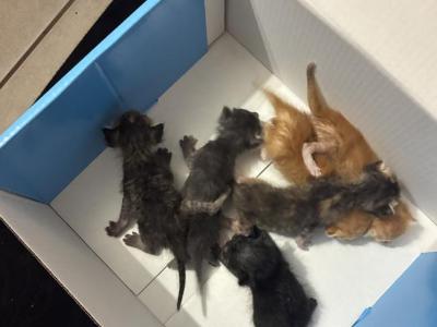 4 Kittens Various Colors - American Shorthair - Gallery Photo #1