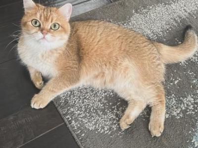 Zoya - British Shorthair - Gallery Photo #1