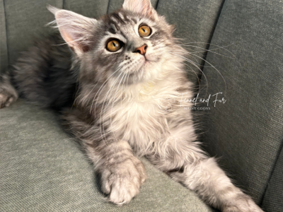 Anna Polydactyl Black Silver Tabby Maine Coon - Maine Coon - Gallery Photo #1