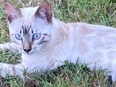 Seal Point Lynx Bengal - Bengal - Gallery Photo #1
