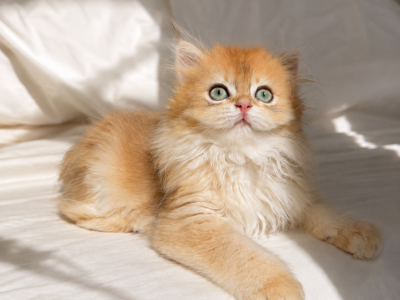 British Longhair Female Golden - British Shorthair - Gallery Photo #1