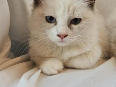 Sophie Bicolor Female Ragdoll - Ragdoll - Gallery Photo #1