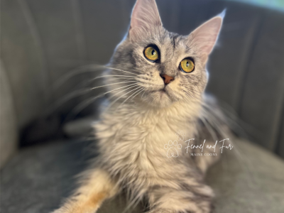 Salt - Maine Coon - Gallery Photo #1