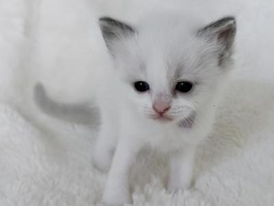 Pearl - Ragdoll - Gallery Photo #1