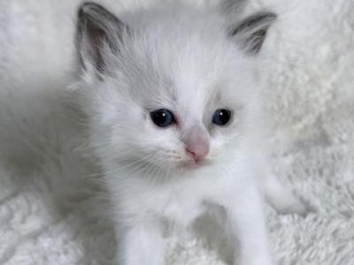 Stella - Ragdoll - Gallery Photo #1