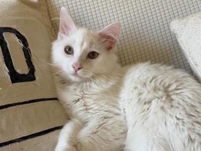 Sebastian - Domestic - Gallery Photo #1