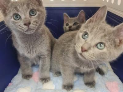 NEW Kittens Russian Blue - Russian Blue - Gallery Photo #1
