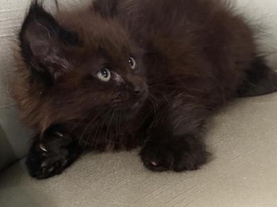 Marcel Polydactyl - Maine Coon - Gallery Photo #1