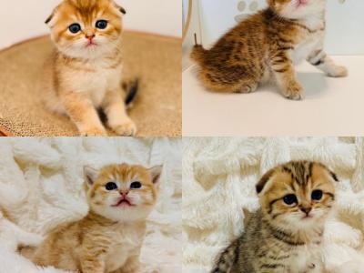 WAITLIST GOLDEN COLOR - Scottish Fold - Gallery Photo #1