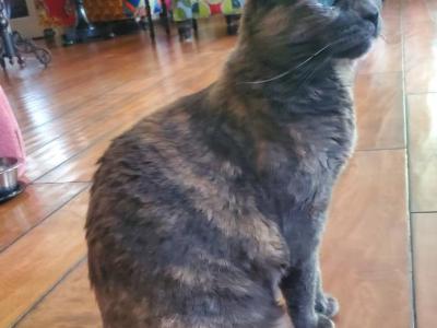 Kitty - Domestic - Gallery Photo #1