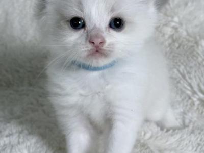 Winston - Ragdoll - Gallery Photo #1