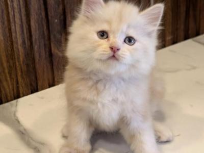 Mike - Persian - Gallery Photo #1