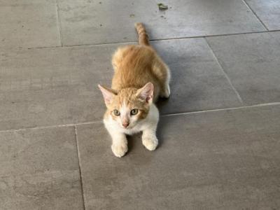 Bobito - Domestic - Gallery Photo #1