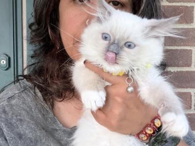 Female Mitted Blue Point Ragdoll Kitten - Ragdoll - Gallery Photo #1