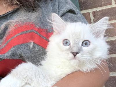 Linx Blue Point Female  Ragdoll Kitten - Ragdoll - Gallery Photo #1