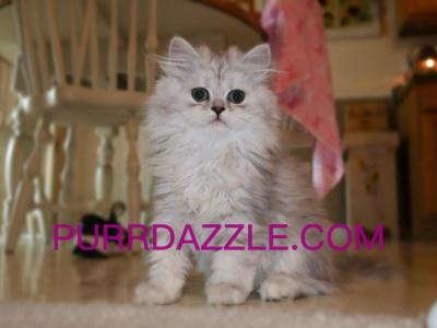 Female Persian - Persian - Gallery Photo #1