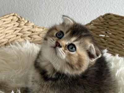 Remy Chinchilla Scottish Fold Male - Scottish Fold - Gallery Photo #1