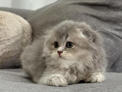 Claudia Female Scottish Fold - Scottish Fold - Gallery Photo #1