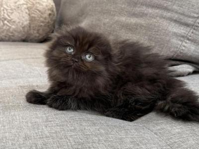 Cocoa Chocolate Scottish Fold Girl - Scottish Fold - Gallery Photo #1