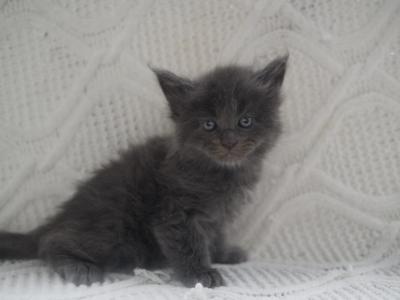 Ivy Fern Thistle - Maine Coon - Gallery Photo #1