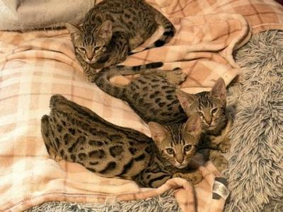 Simba - Bengal - Gallery Photo #1