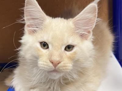 Hiccup - Maine Coon - Gallery Photo #1
