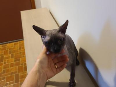 Thegobletoffur Dairin - Sphynx - Gallery Photo #1