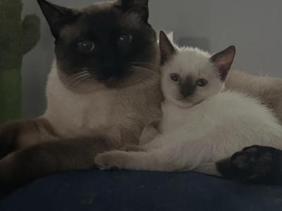 Nazir - Siamese - Gallery Photo #1