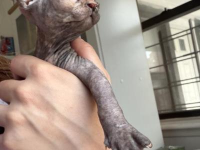 Princess - Sphynx - Gallery Photo #1