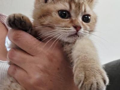 Puss In Boots - Scottish Straight - Gallery Photo #1