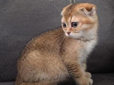 Penny - Scottish Fold - Gallery Photo #1