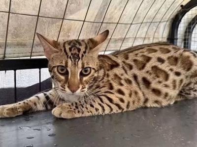 F1 Bengal - Bengal - Gallery Photo #1