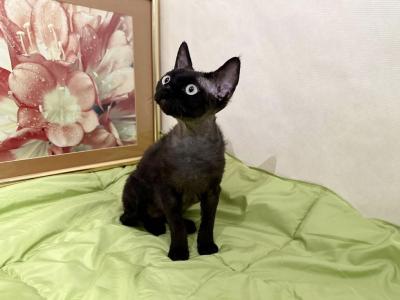 Freeyeah - Devon Rex - Gallery Photo #1