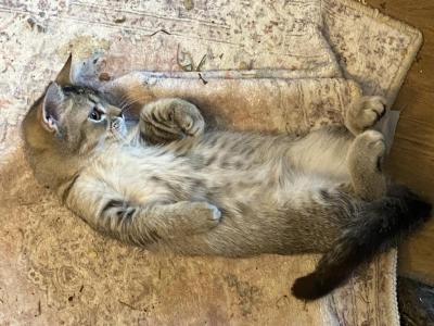 Ticked Tabby Short Legged Boy - Munchkin - Gallery Photo #1