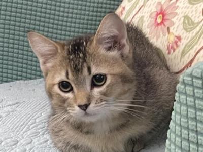 Ticked Tabby Short Legged - Ragamuffin - Gallery Photo #1