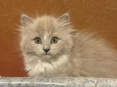 Summer Transitions - Ragdoll - Gallery Photo #1