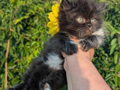 2 Bicolor Male Persian Kittens - Persian - Gallery Photo #1
