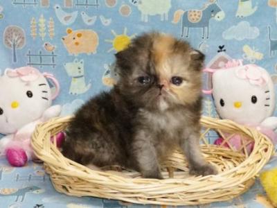 Tiny Teacup Female Persian Kitten - Persian - Gallery Photo #1