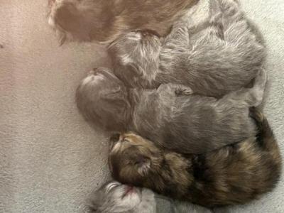 Persian Kittens - Persian - Gallery Photo #1