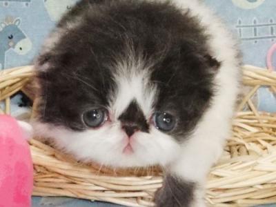 Top Show Black And White Bi Color - Persian - Gallery Photo #1