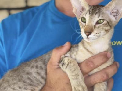 Rhianriel Marbleficent Orientalcateu - Peterbald - Gallery Photo #1