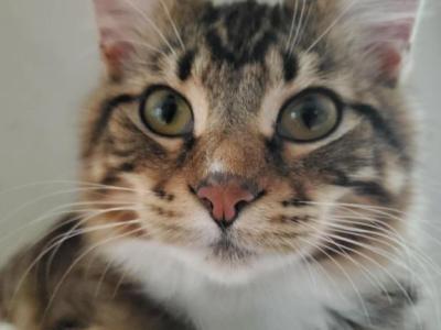 Wentworth - Ragdoll - Gallery Photo #1