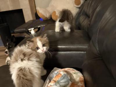Stella - Ragdoll - Gallery Photo #1