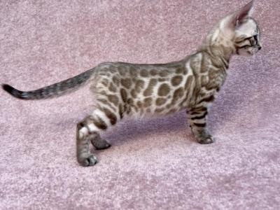 Willow - Bengal - Gallery Photo #1