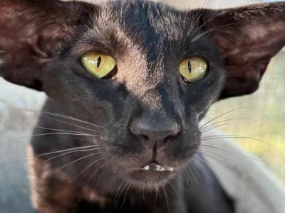 Izzi & Jossie Marbleficent - Peterbald - Gallery Photo #1