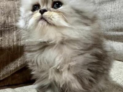 Tatter Tot And Cass - Persian - Gallery Photo #1