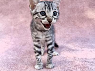 Pippi - Bengal - Gallery Photo #1