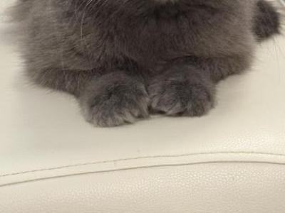 Gucci - Scottish Fold - Gallery Photo #1