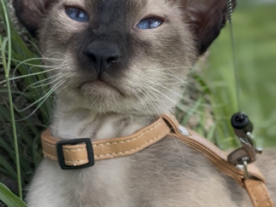 Gavriel Marbleficent - Peterbald - Gallery Photo #1